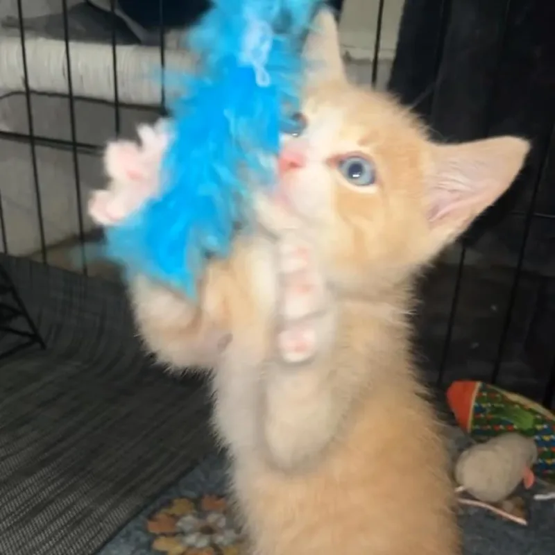 Simba thumbnail 6