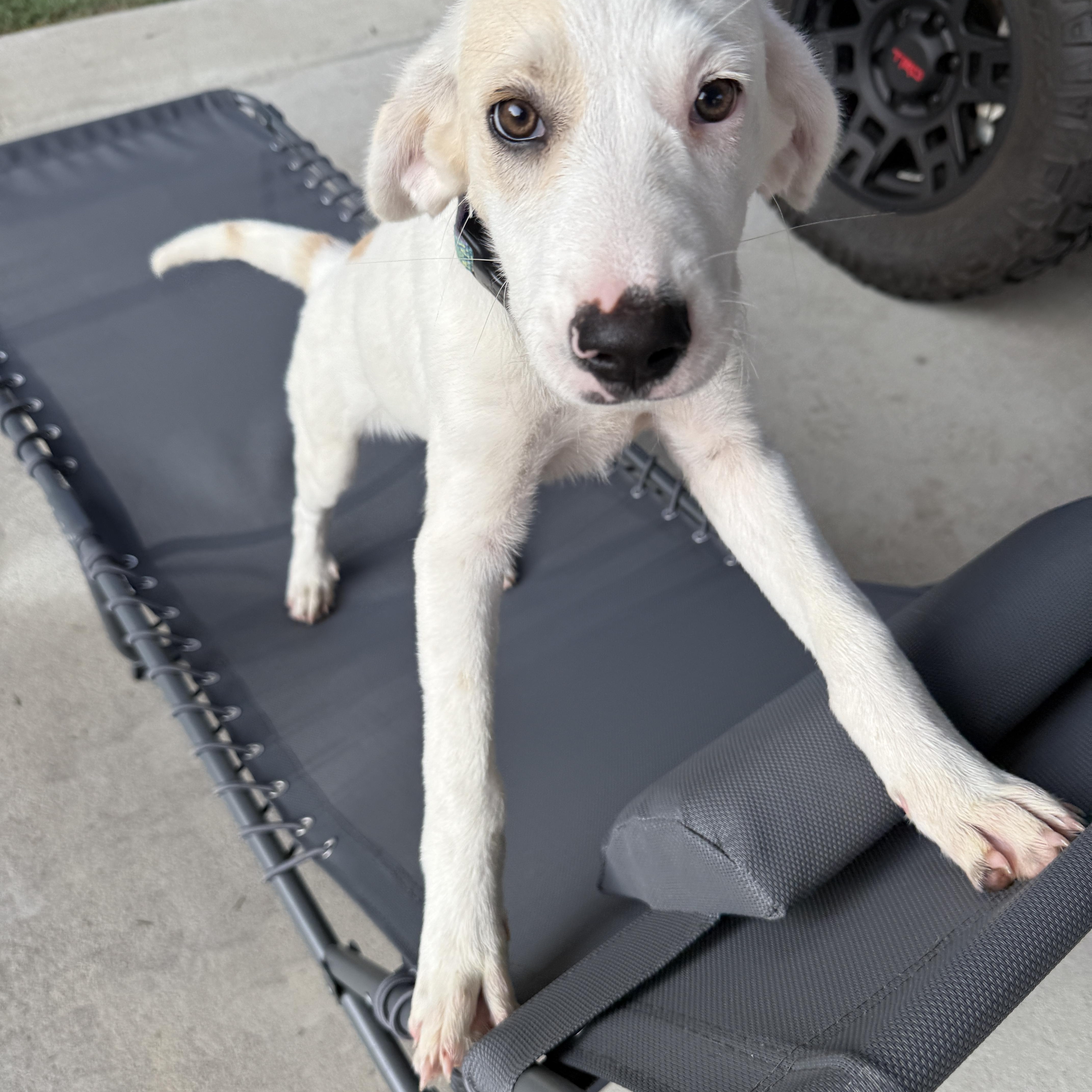 A baby medium-sized female Coonhound dog named Aldi for adoption in Richmond, VA
