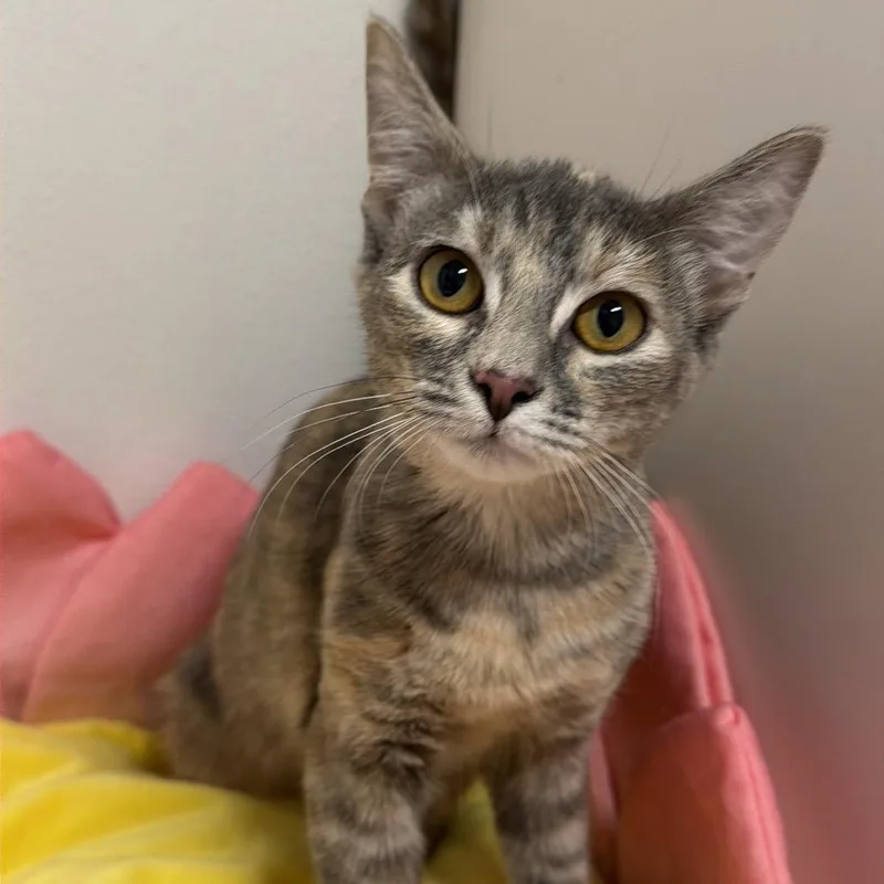 A baby small-sized female Tortoiseshell Domestic Short Hair cat named Brook for adoption in Floresville, TX