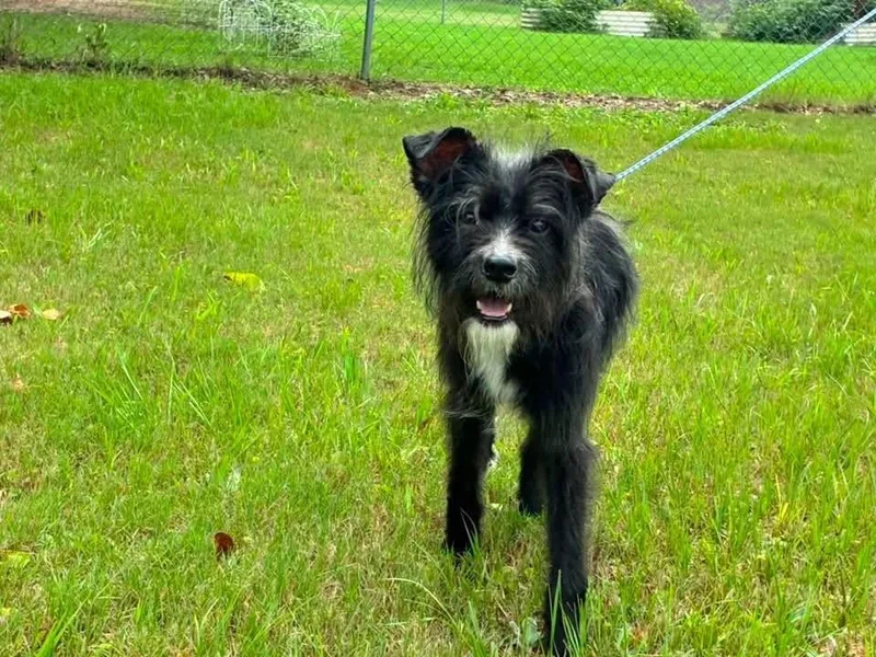 A young small-sized female Mixed Breed dog named Oreo for adoption in Orlando, FL