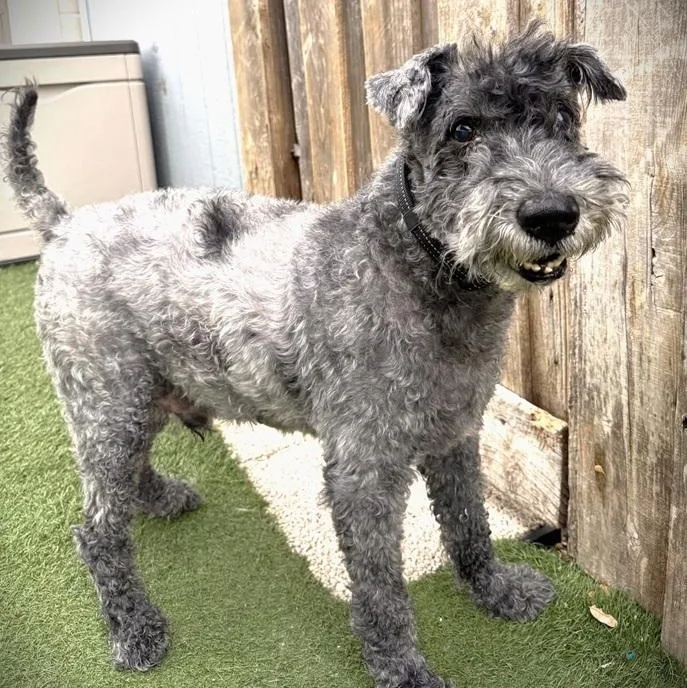 A senior medium-sized male Gray / Blue / Silver Kerry Blue Terrier dog named Bailey for adoption in Palm Harbor, FL