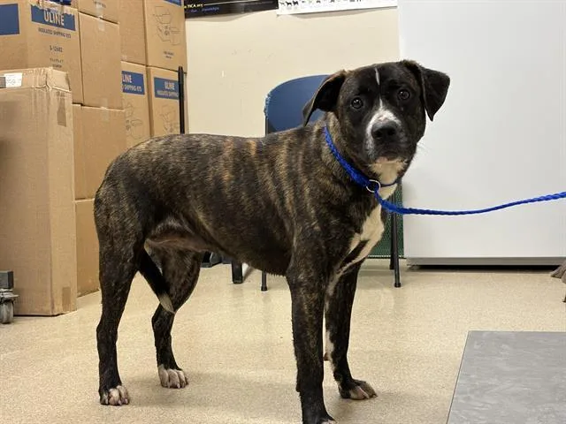 A young medium-sized female American Staffordshire Terrier dog named Sparkle for adoption in Grand Prairie, TX