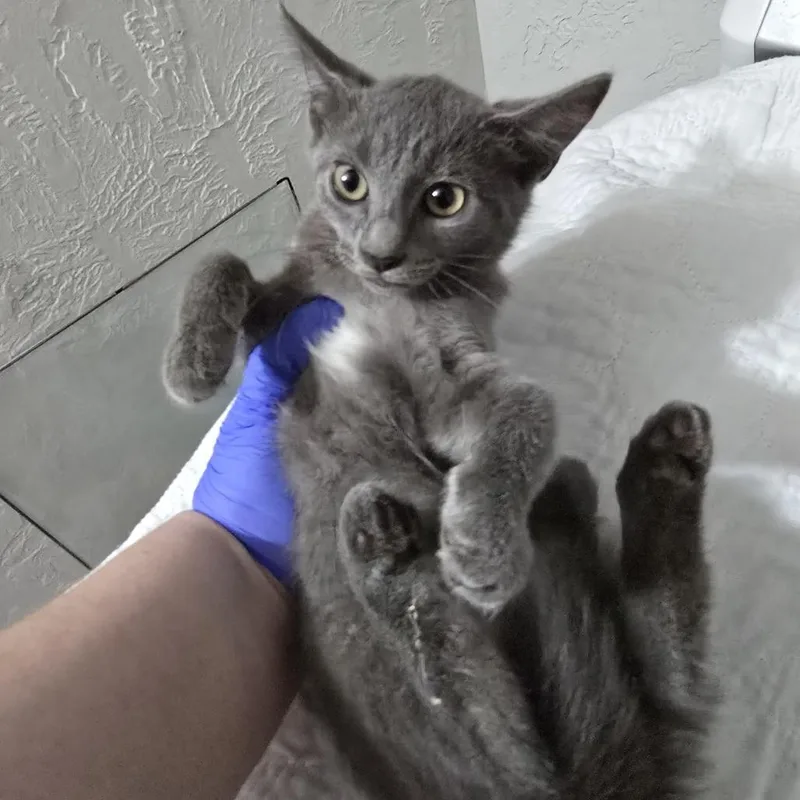 A baby small-sized female Gray / Blue / Silver Domestic Short Hair cat named Tap for adoption in Leander, TX