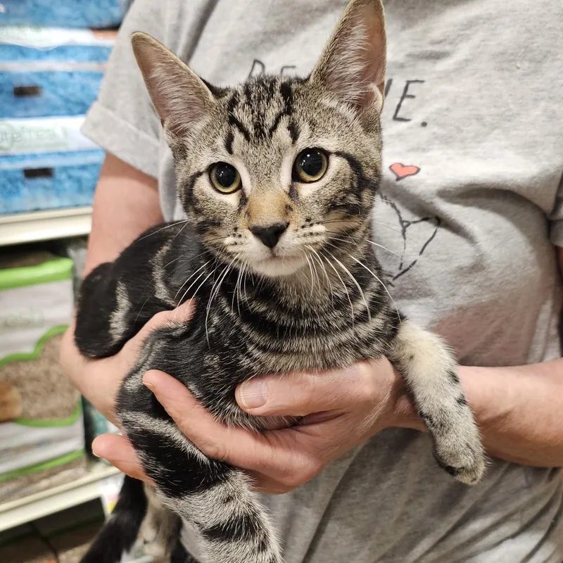 A baby small-sized male Domestic Short Hair cat named Rolo for adoption in Fairfax, VA