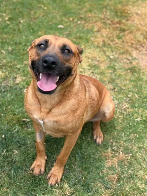 An adult large-sized female Shepherd dog named Ambery for adoption in Riverside, CA