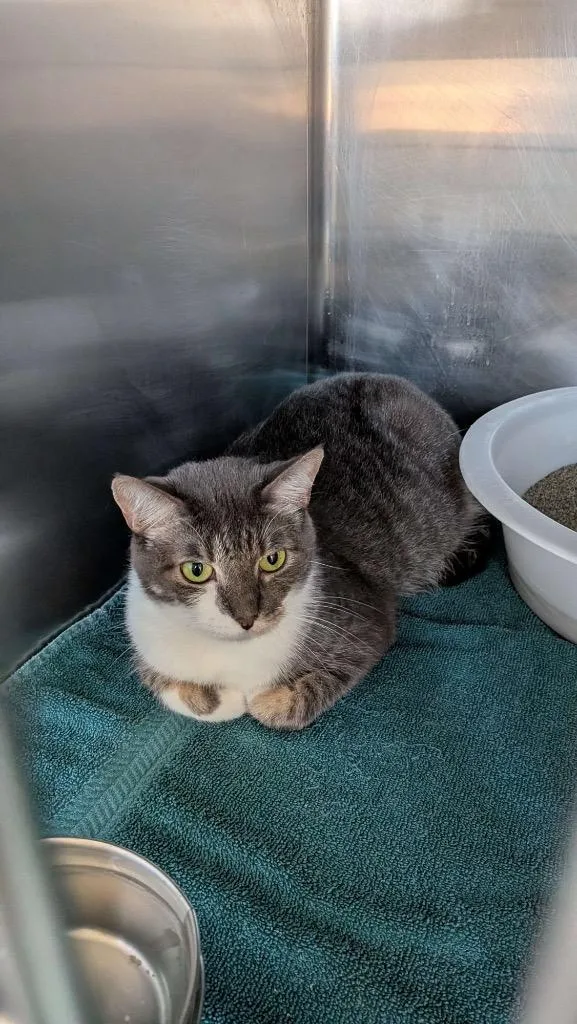 An adult large-sized female Domestic Short Hair cat named Umber for adoption in Lima, OH