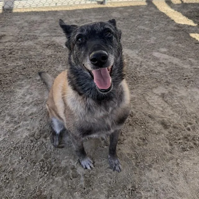 An adult medium-sized female German Shepherd Dog dog named Lily for adoption in Thousand Palms, CA