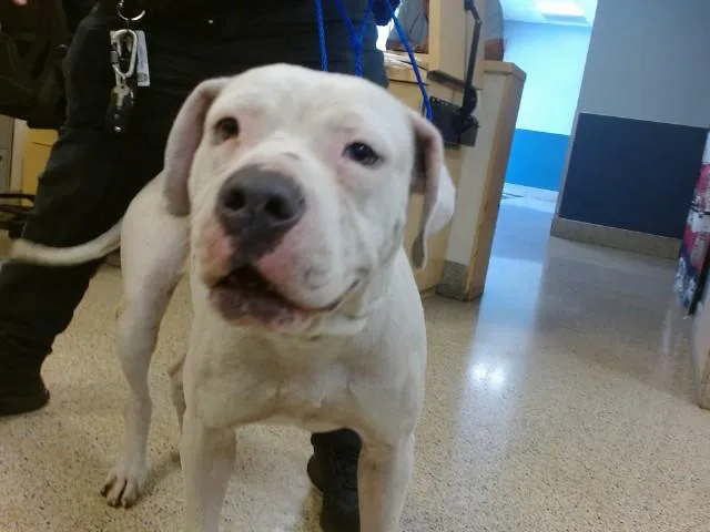 A young large-sized female American Bulldog dog named Opie for adoption in Miami, FL
