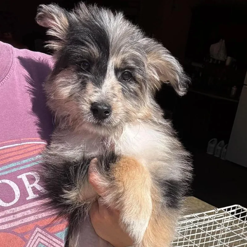 A baby small-sized male Gray / Blue / Silver Mixed Breed dog named Sparrow for adoption in Rockville, MD