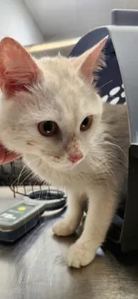 An adult small-sized male Domestic Short Hair cat named Coco for adoption in Fairfax, VA