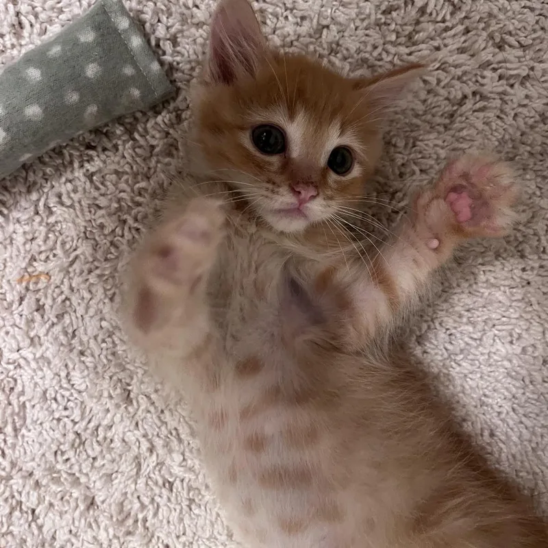 A baby small-sized male Orange / Red Domestic Short Hair cat named Butters for adoption in San Diego, CA