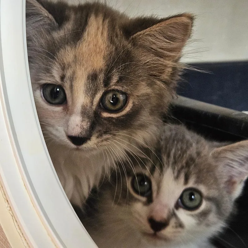 A baby small-sized female Calico Domestic Medium Hair cat named Pebble for adoption in Conway, NH