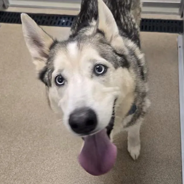 An adult large-sized male Gray / Blue / Silver Mixed Breed dog named Bow for adoption in Salt Lake City, UT