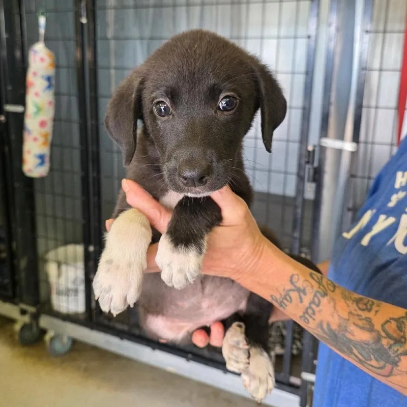 A baby small-sized female Black Mixed Breed dog named Cassiopeia for adoption in Buffalo, MN