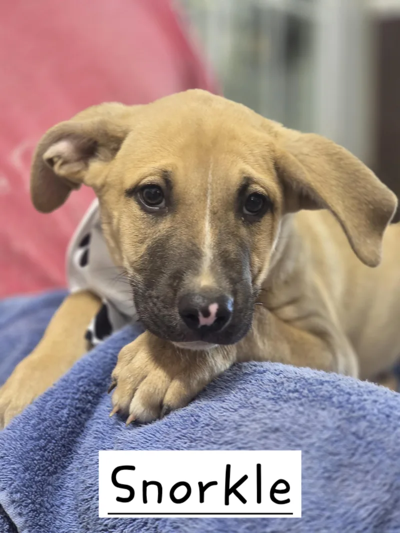A baby large-sized male German Shepherd Dog dog named Snorkel for adoption in Walthill, NE