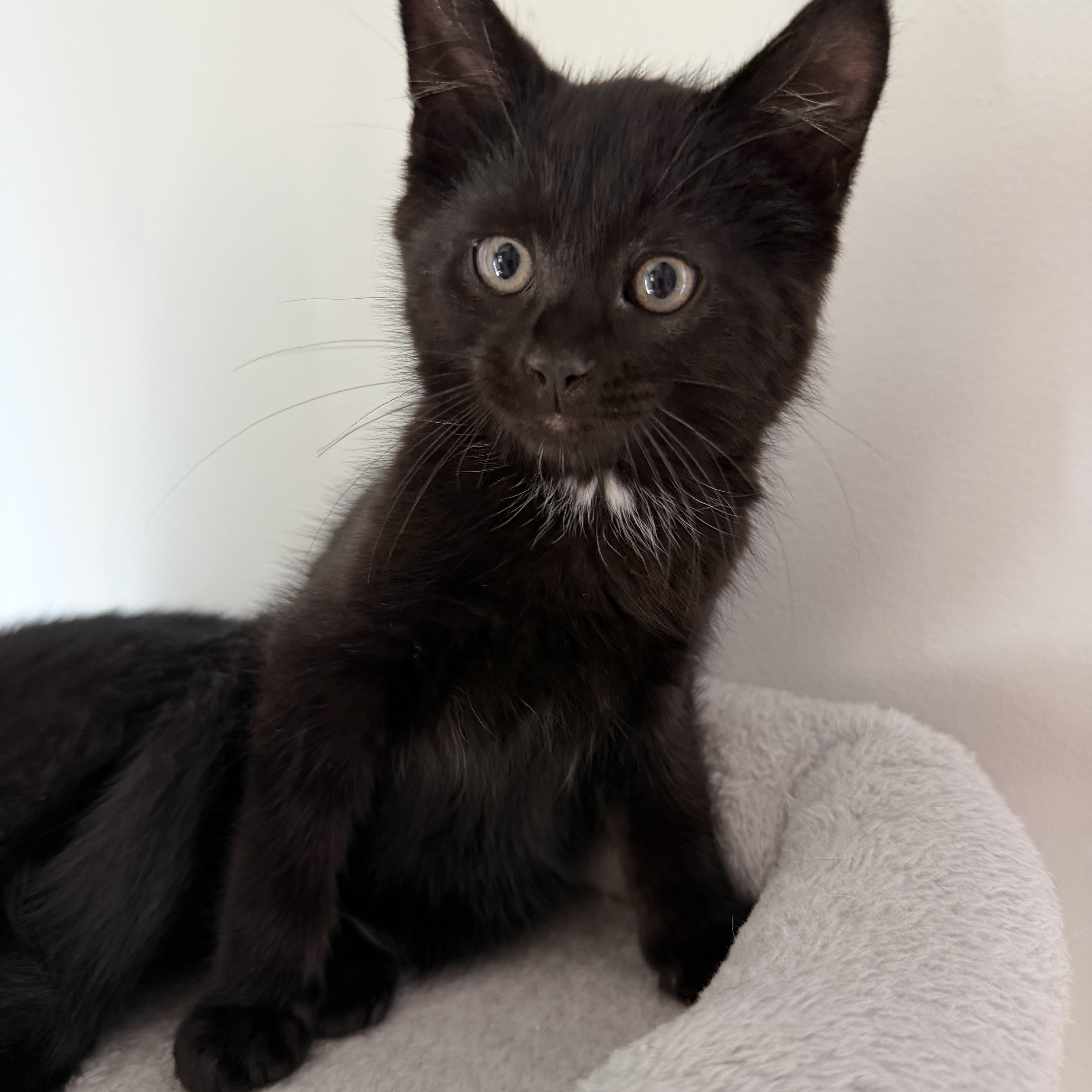 A baby medium-sized male Black Domestic Short Hair cat named Darjeeling and Ginger for adoption in Hopkinton, MA