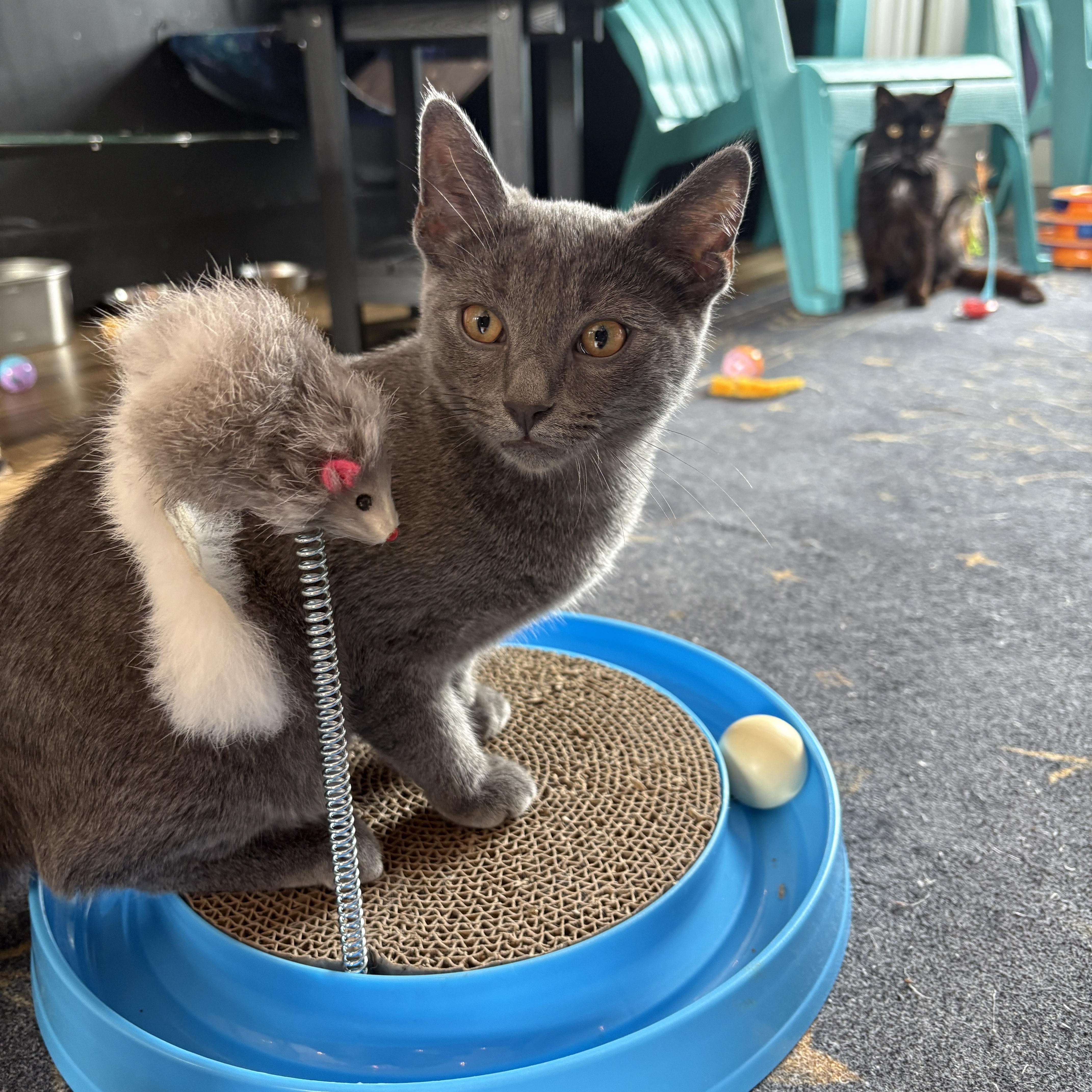 A baby small-sized male Gray / Blue / Silver Domestic Short Hair cat named Frêne for adoption in Asheville, NC
