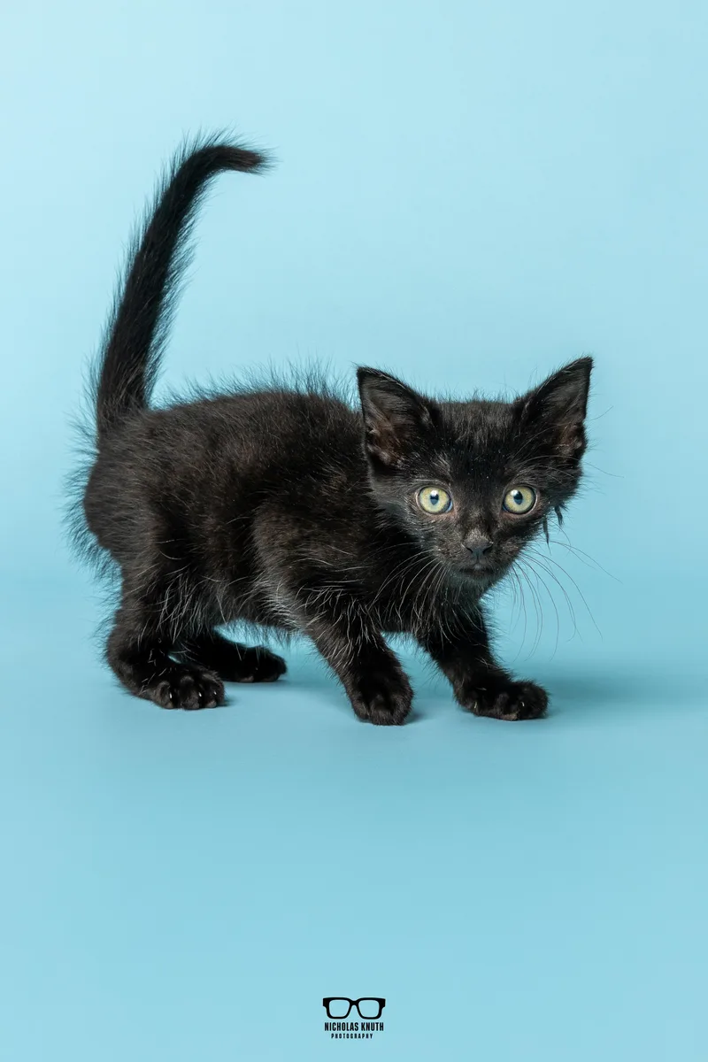 A baby small-sized male Black Domestic Short Hair cat named Chili for adoption in Palatine, IL