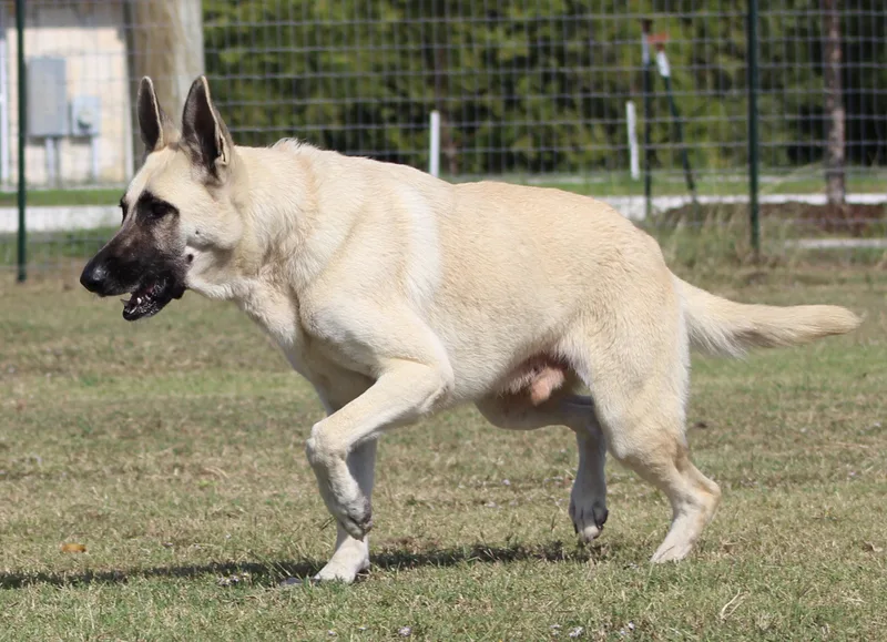 An adult extra large-sized male Yellow / Tan / Blond / Fawn German Shepherd Dog dog named Pecos for adoption in Temple, TX