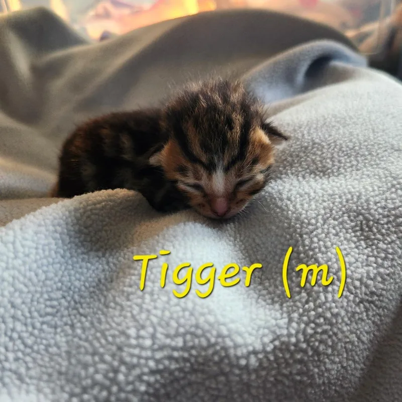 Tigger