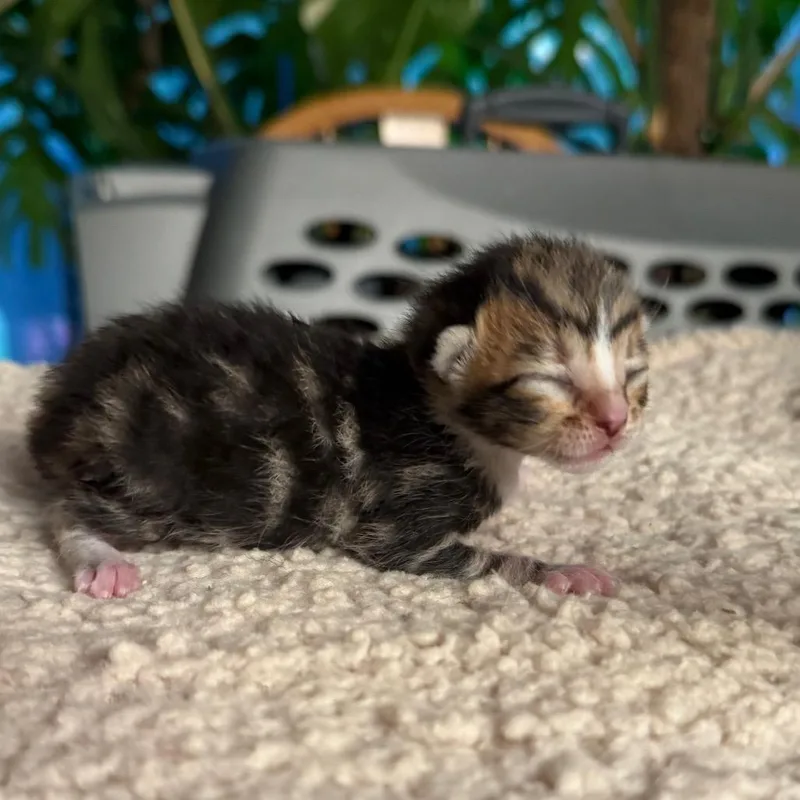 Tigger thumbnail 2