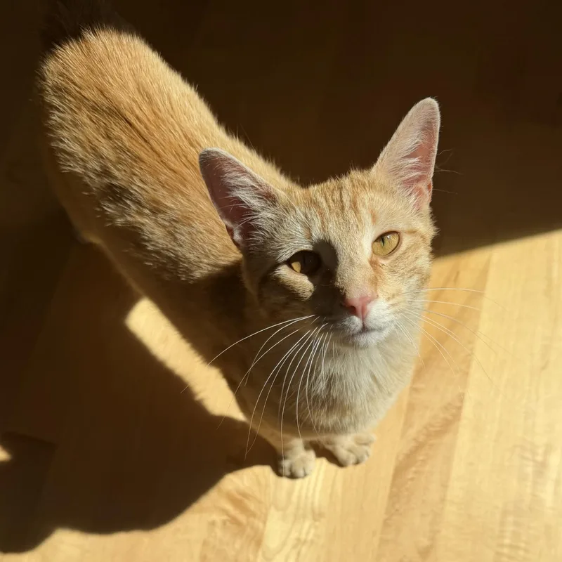An adult medium-sized male Orange & White Tabby cat named Meet Talky  A for adoption in Kirkland, WA
