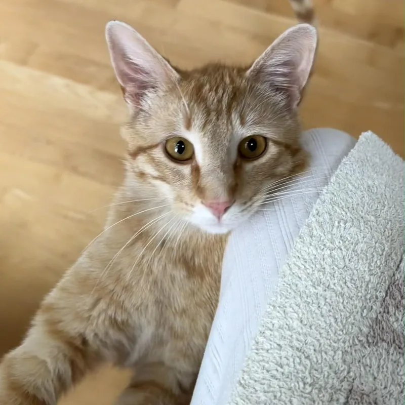 Meet Talky  A thumbnail 2