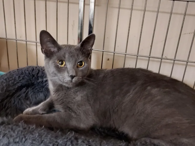 A young medium-sized female Gray / Blue / Silver Domestic Short Hair cat named Dove for adoption in Ellicott City, MD
