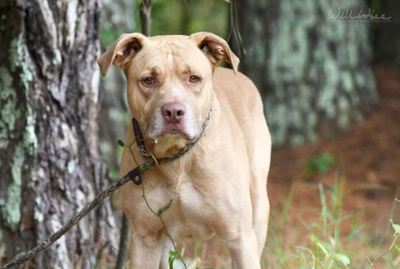 An adult large-sized male Yellow / Tan / Blond / Fawn Yellow Labrador Retriever dog named Shrek for adoption in Monroe, GA