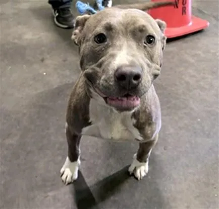 An adult large-sized female Pit Bull Terrier dog named Betty for adoption in Los Angeles, CA