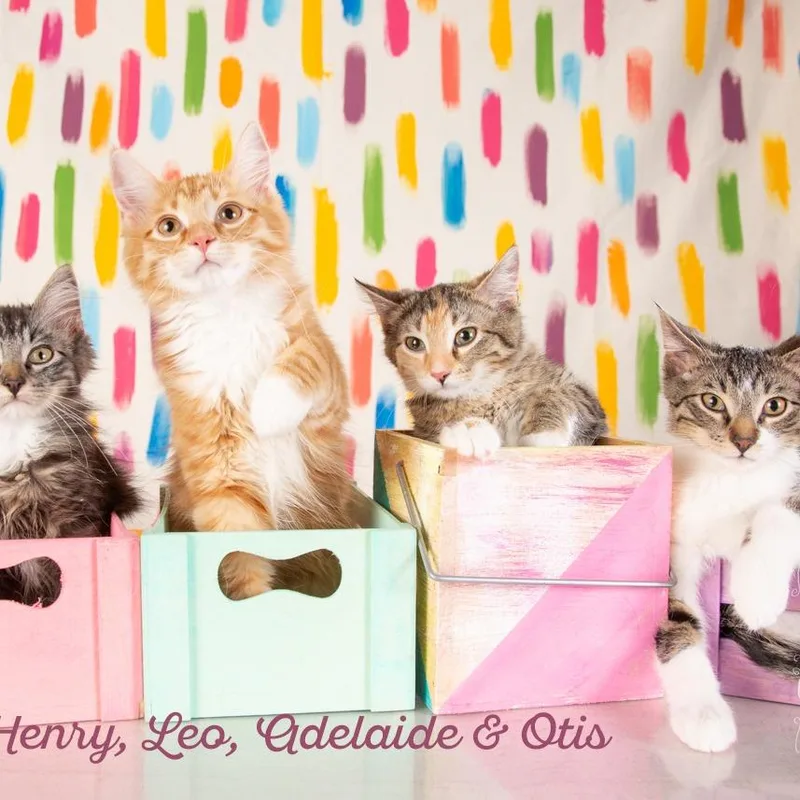 Henry thumbnail 3