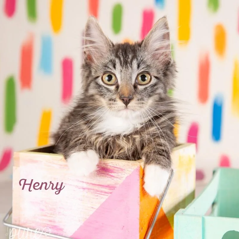 Henry thumbnail 6