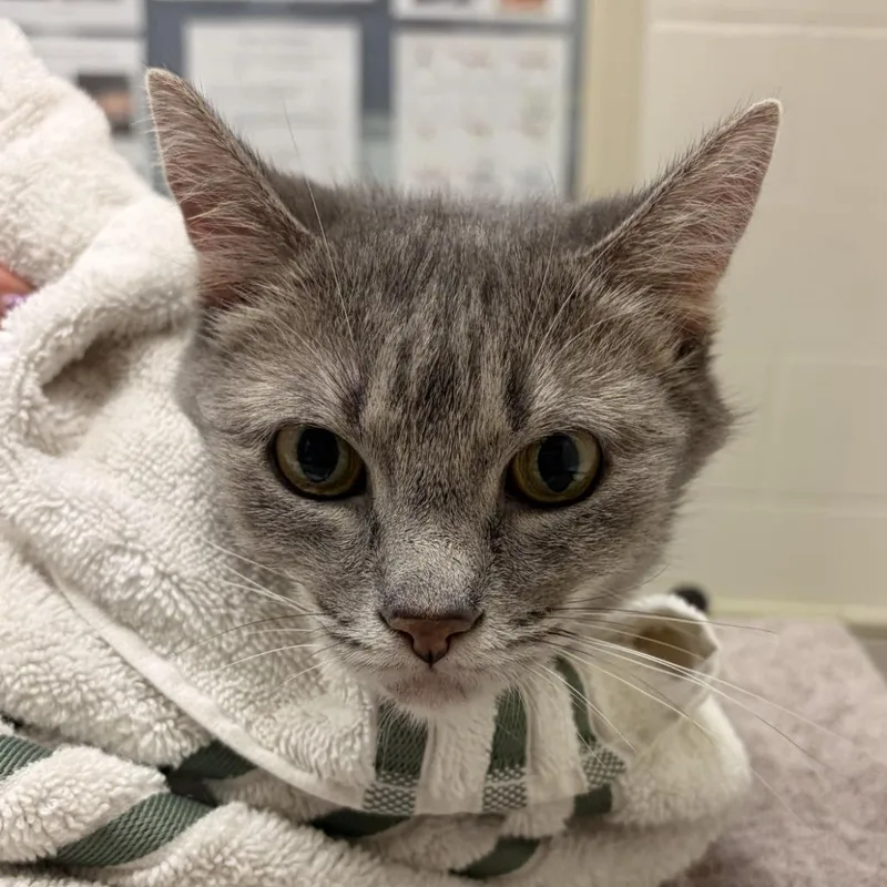 A senior medium-sized female Domestic Short Hair cat named Susie for adoption in Murray, UT