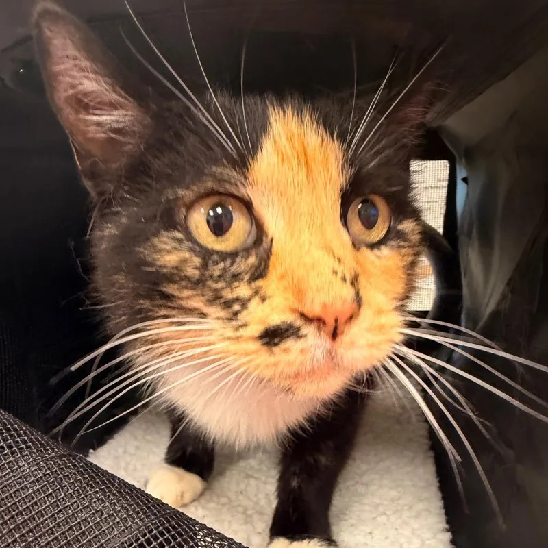 An adult small-sized female Torbie Domestic Short Hair cat named Caramel for adoption in Madisonville, TN