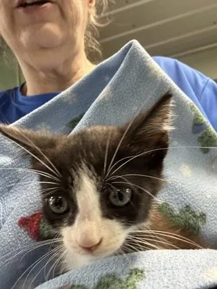 A baby medium-sized male Domestic Short Hair cat named Tucker for adoption in Picayune, MS
