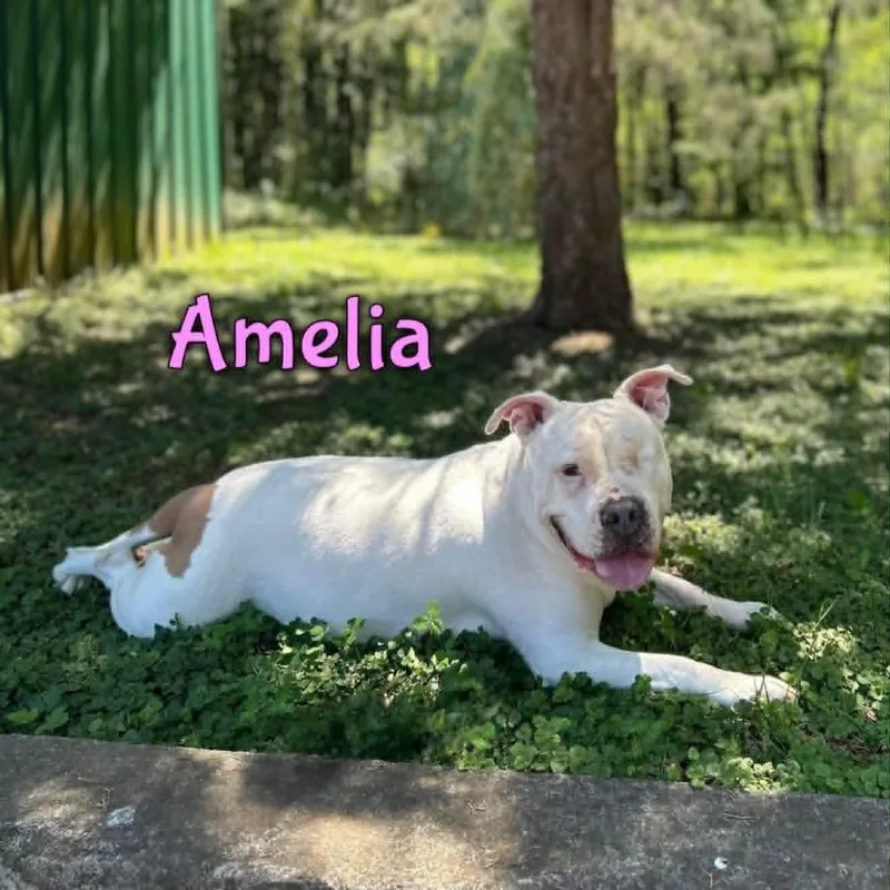 Amelia