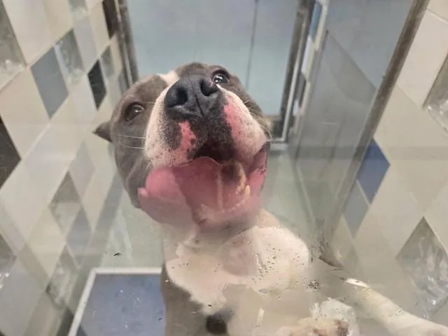 An adult medium-sized male Pit Bull Terrier dog named Moose A for adoption in Plano, TX