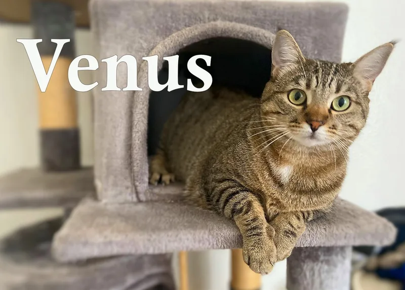 An adult medium-sized female Brown / Chocolate Tabby cat named Venus for adoption in Sherman Oaks, CA