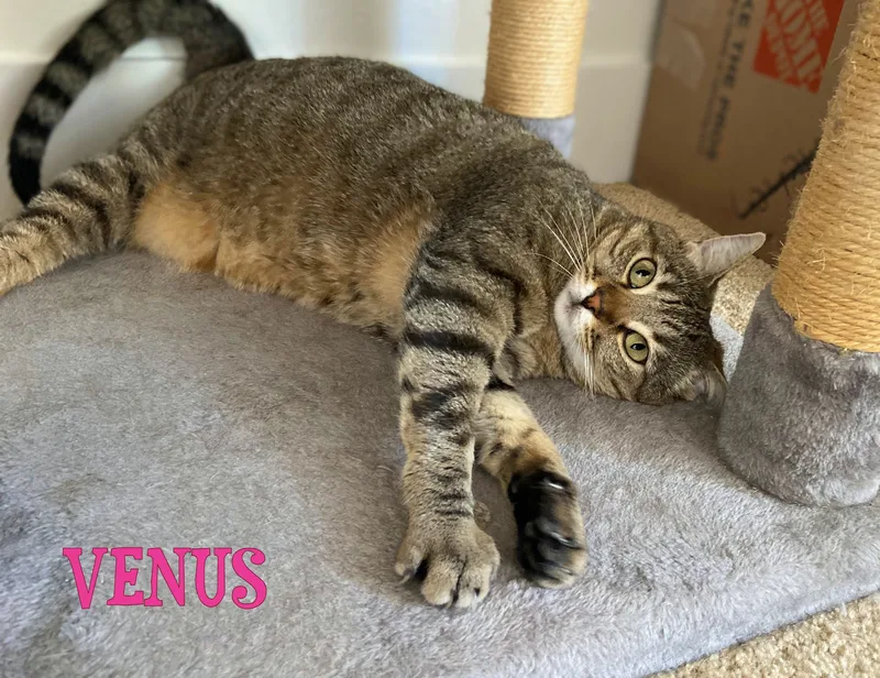 Venus thumbnail 3