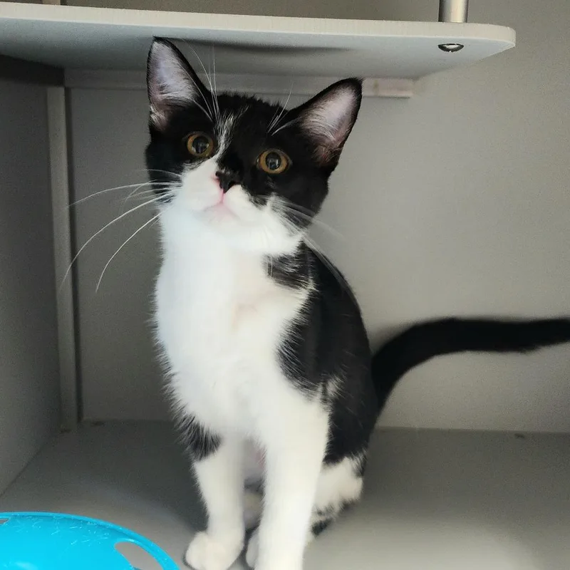 A baby small-sized female Black Domestic Short Hair cat named Italian for adoption in Columbus, NC