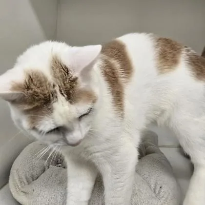 A young small-sized male Domestic Short Hair cat named Timon for adoption in Janesville, WI