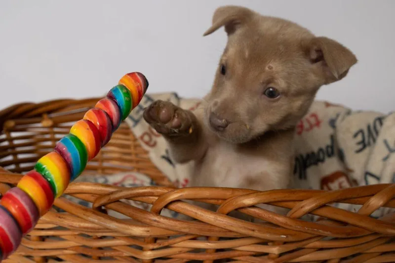 A baby medium-sized female Apricot / Beige Mixed Breed dog named Magnolia for adoption in Clinton, WI