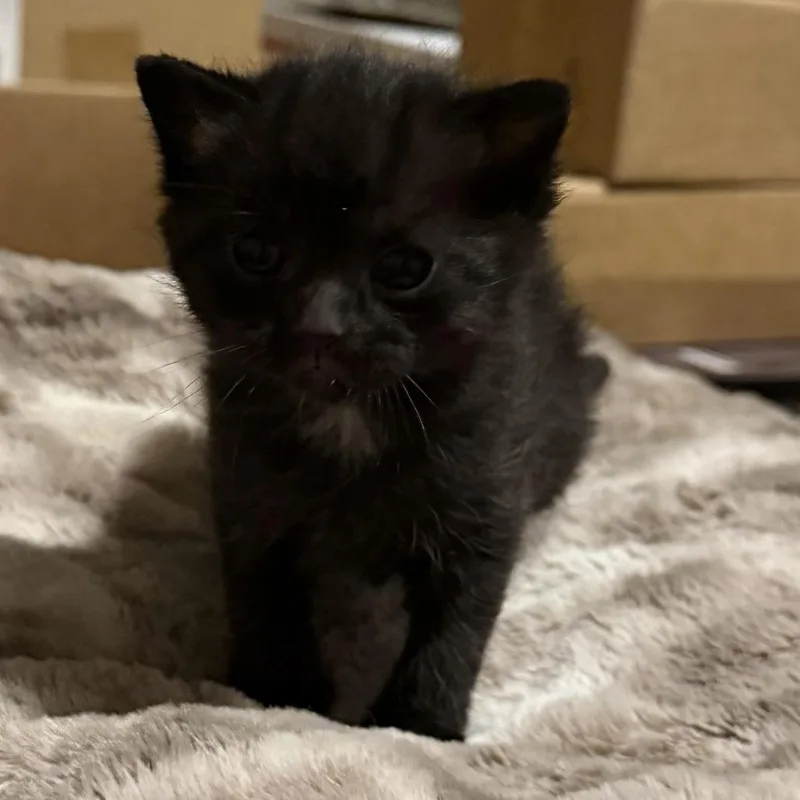 A baby small-sized female Black Domestic Medium Hair cat named Olive for adoption in Jefferson city, TN
