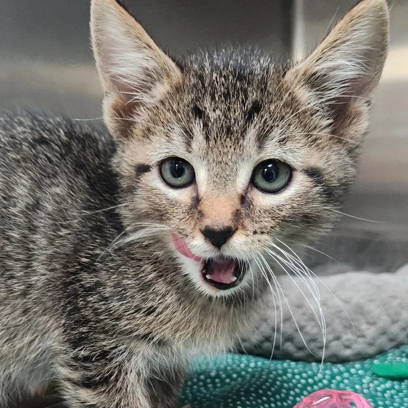 A baby small-sized female Brown / Chocolate Domestic Short Hair cat named Ziva K for adoption in Corsicana, TX
