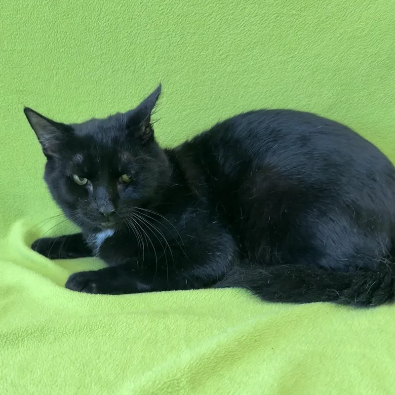 A young medium-sized male Black Domestic Short Hair cat named Stud for adoption in Valdosta, GA