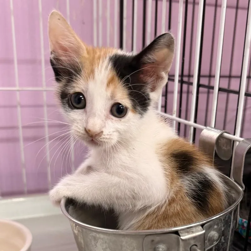 A baby small-sized female Calico Domestic Short Hair cat named No Time Like The for adoption in Boerne, TX
