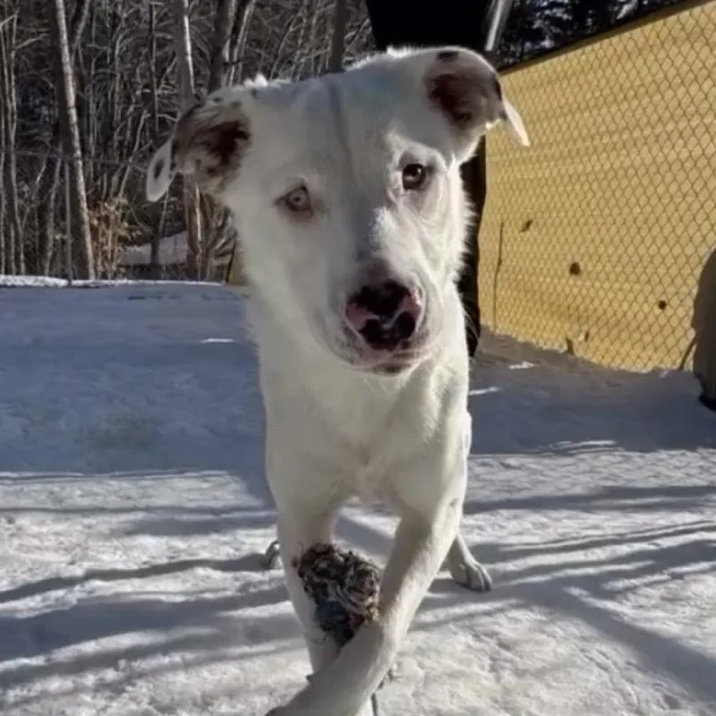 A young medium-sized male White / Cream Mixed Breed dog named Grover In Maine for adoption in South Portland, ME