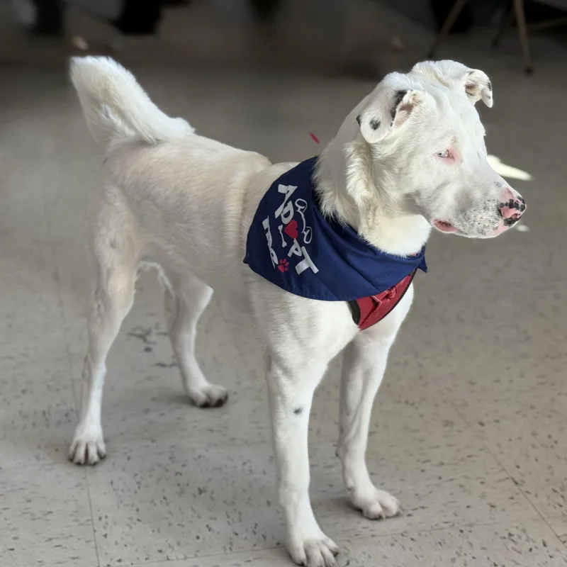 Grover In Maine thumbnail 2