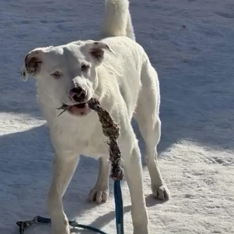 Grover In Maine thumbnail 3