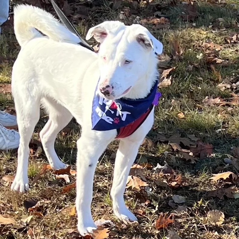 Grover In Maine thumbnail 4